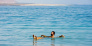 Dead Sea Day Trip from Aqaba City 6