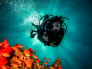Red Sea Experience (Snorkeling) & Diving tours in Aqaba Jordan  05